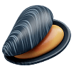 Oyster 11